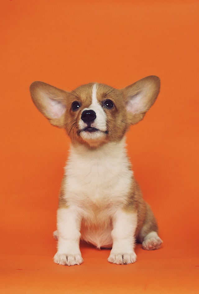 cachorro com fundo laranja