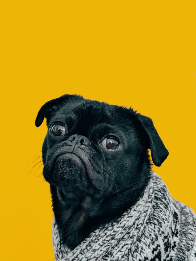 cachorro com um fundo amarelo